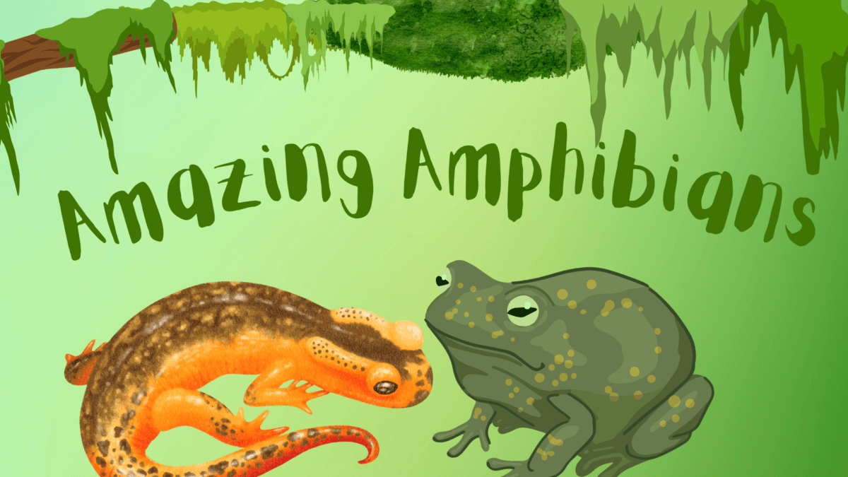 An illustrated salamander and frog are shown beneath the text "Amazing Amphibians" with hanging greenery above.