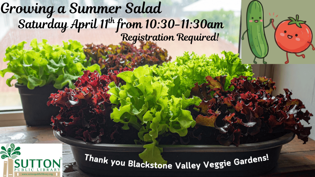 growing a summer salad