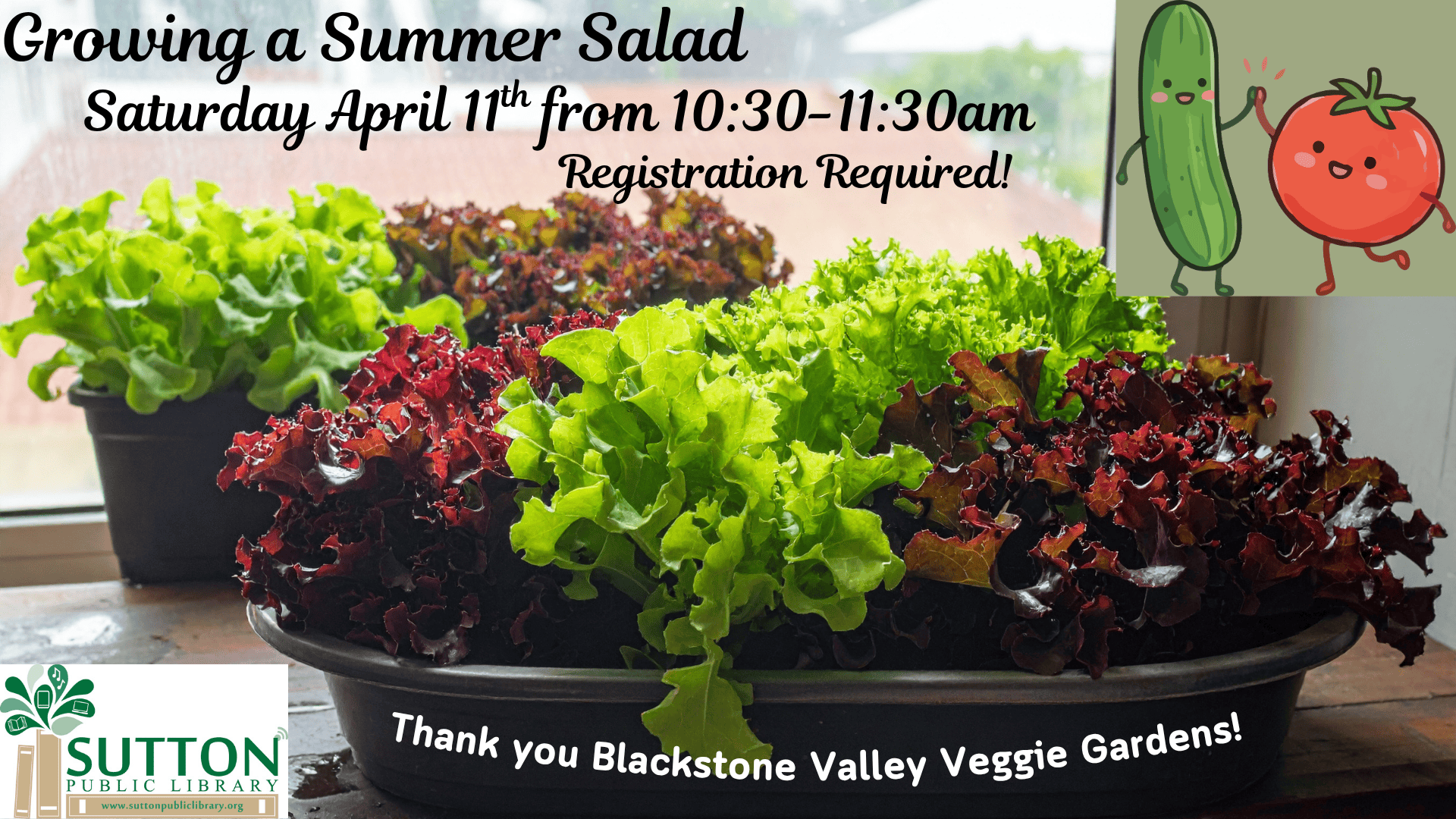 growing a summer salad