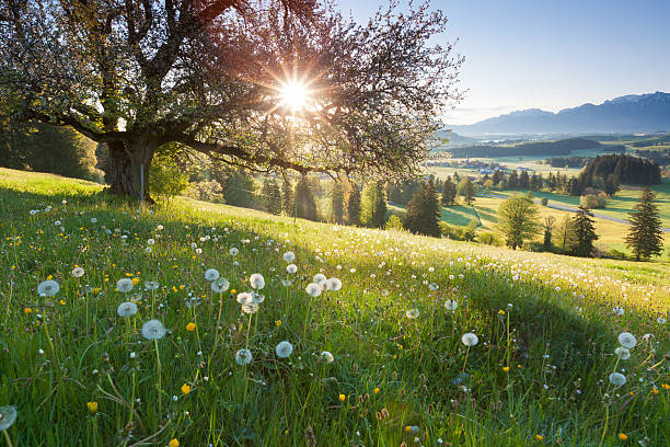 The sun rises behind a tree in a grassy meadow filled with dandelions and wildflowers, overlooking rolling hills and distant mountains.